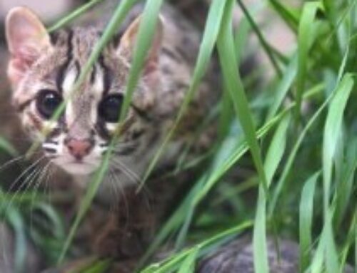 PIPO DER VERSCHWUNDENE